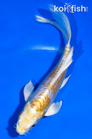 5" DOITSU HARIWAKE BUTTERFLY