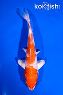 5.5" HARIWAKE