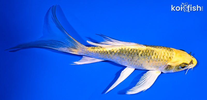 5.25" KUJAKU BUTTERFLY