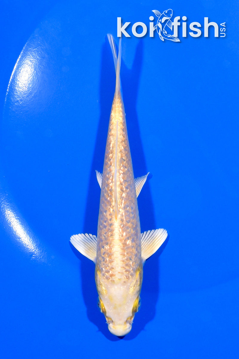5.5" GINRIN YAMABUKI OGON