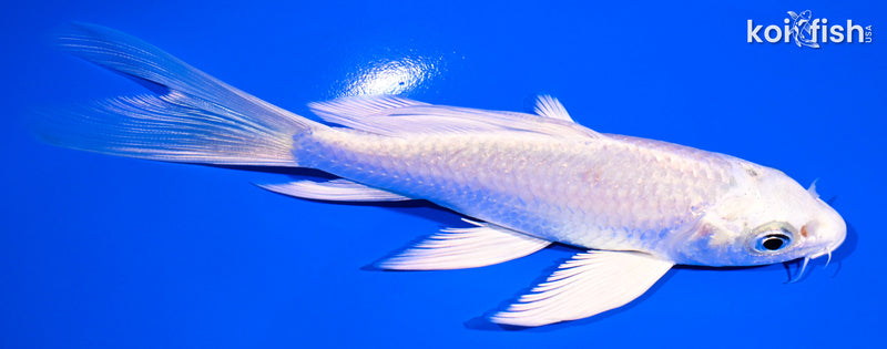 5.75" PLATINUM OGON BUTTERFLY