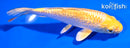 5.5" GINRIN YAMABUKI OGON