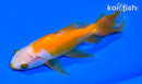 5.75" KUCHIBENI WATONAI GOLDFISH