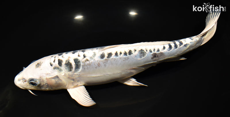 12.25" KIKOKURYU