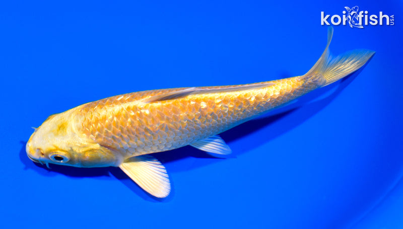 6.75" GINRIN YAMABUKI OGON