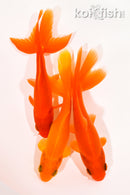 PACK OF (3) 4.5-4.75" WAKIN GOLDFISH