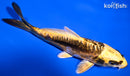 6" KIN KIKOKURYU