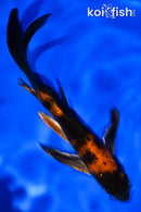 6" KIN HI UTSURI BUTTERFLY