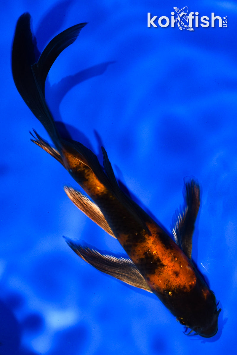 6" KIN HI UTSURI BUTTERFLY