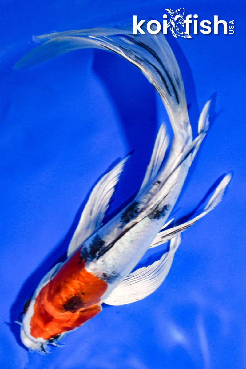 7.5" HEISEI NISHIKI BUTTERFLY