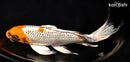 9.75" GINRIN KUJAKU BUTTERFLY