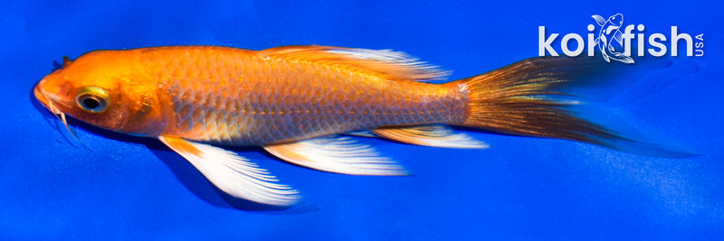 5.5" ORENJI OGON BUTTERFLY