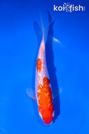 5" GINRIN KOHAKU