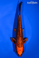 8.75" GINRIN AKA MATSUBA