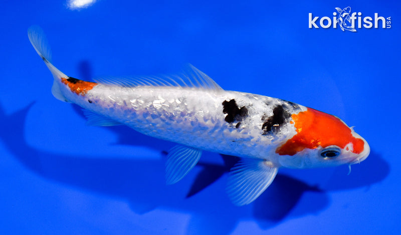 6.75" GINRIN SANKE