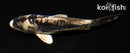 5.5" BENI KIKOKURYU