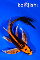 7" ORENJI MATSUBA BUTTERFLY