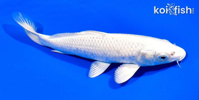 7.25" PLATINUM OGON
