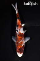 7.5" GOROMO