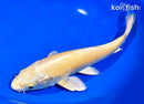 9.75" YAMABUKI OGON