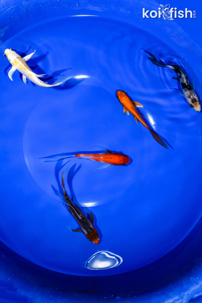 PACK OF (5) 3-4" BUTTERFLY KOI