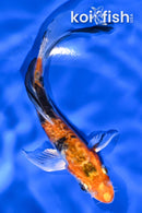 5.25" HEISEI NISHIKI BUTTERFLY