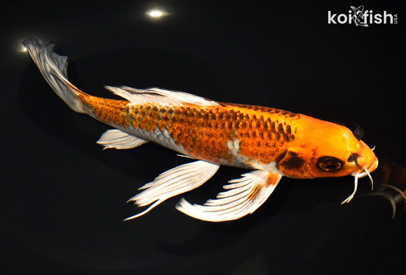 9.75" KUJAKU BUTTERFLY
