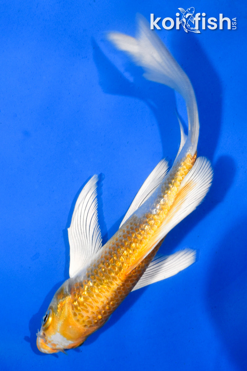 5.5" GINRIN HARIWAKE BUTTERFLY