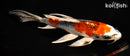 8" KUJAKU BUTTERFLY
