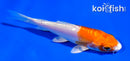 4.5" KIKUSUI