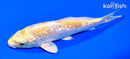 6.5" GINRIN LEMON HARIWAKE