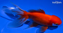 5.25" ORANDA GOLDFISH