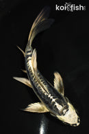 6" KIKOKURYU BUTTERFLY