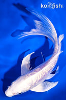 7.25" ARAGOKE PLATINUM OGON BUTTERFLY