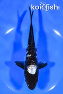 7" GINRIN MATSUKAWABAKE