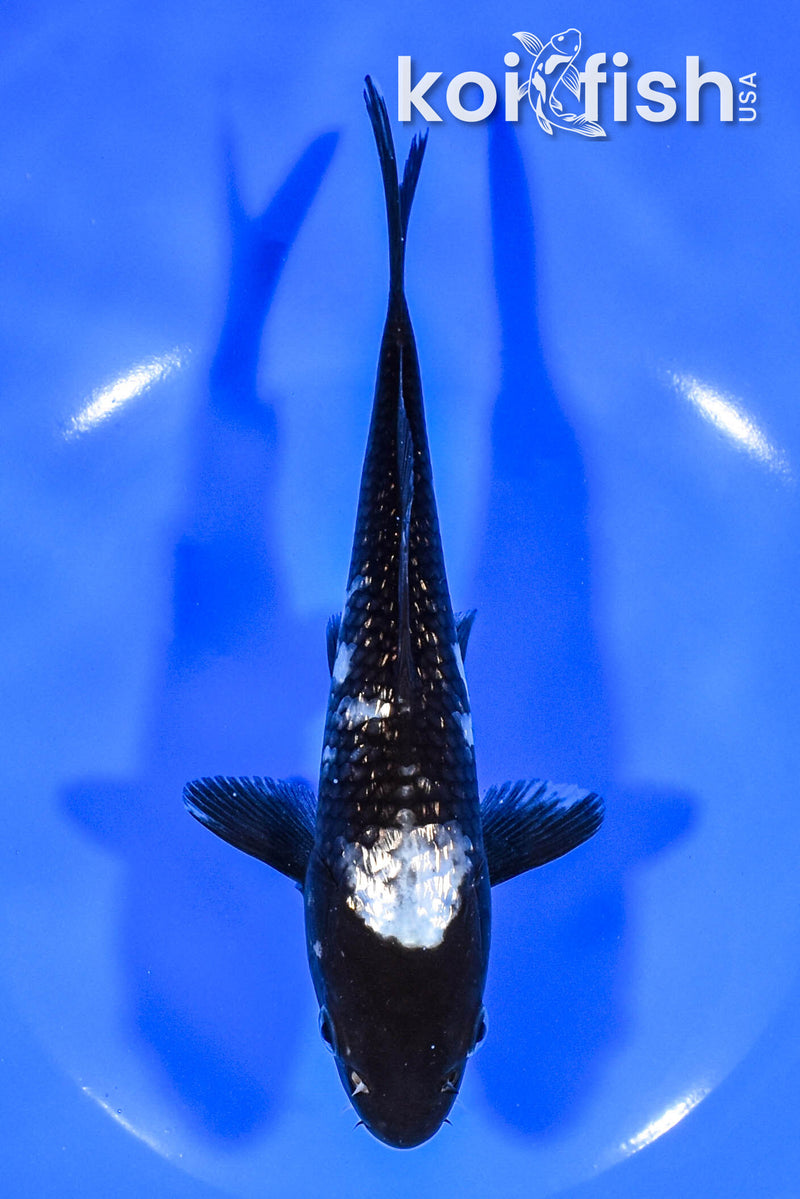 7" GINRIN MATSUKAWABAKE