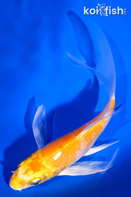 5" LEMON HARIWAKE BUTTERFLY