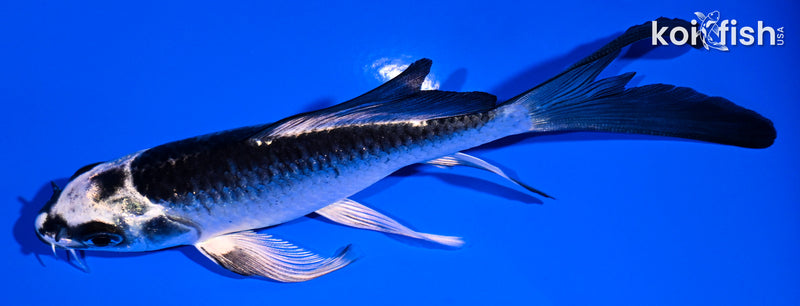 5.25" GINGA BUTTERFLY