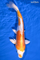 11.75" KIKUSUI