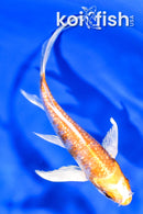 5" GINRIN HARIWAKE BUTTERFLY