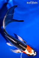 5.5" KUJAKU BUTTERFLY