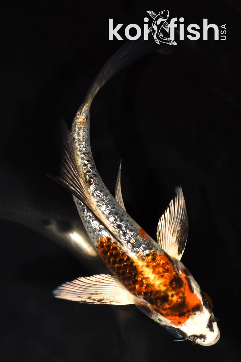 6.75" GINRIN BENI GINGA BUTTERFLY