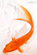 6.75" DOITSU ORENJI OGON BUTTERFLY
