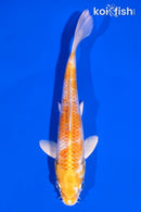5.5" LEMON HARIWAKE