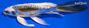 7.5" KIN KIKOKURYU BUTTERFLY
