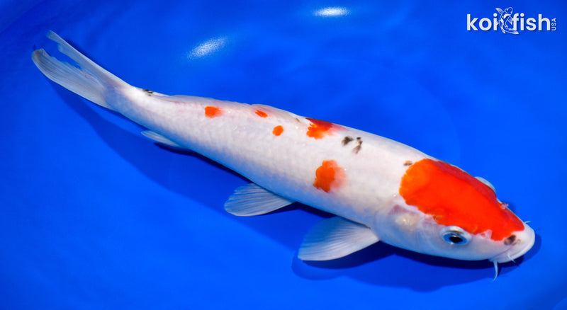 12.5" SANKE
