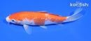 6.75" GINRIN KOHAKU