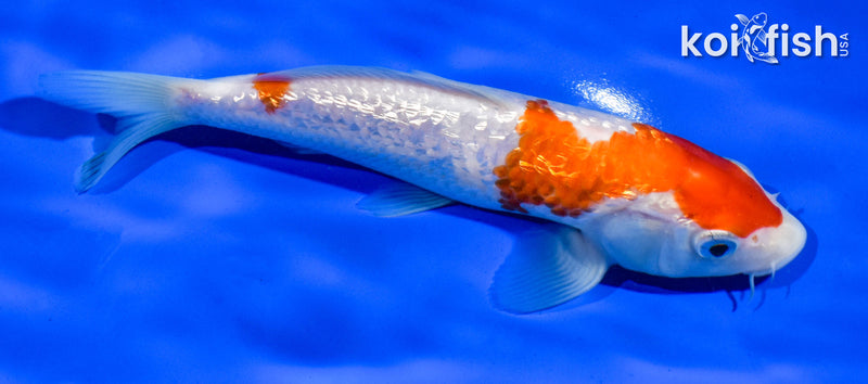 6.5" GINRIN KOHAKU