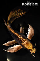 11" KIN KIKOKURYU BUTTERFLY