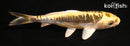 5" KIN KIKOKURYU